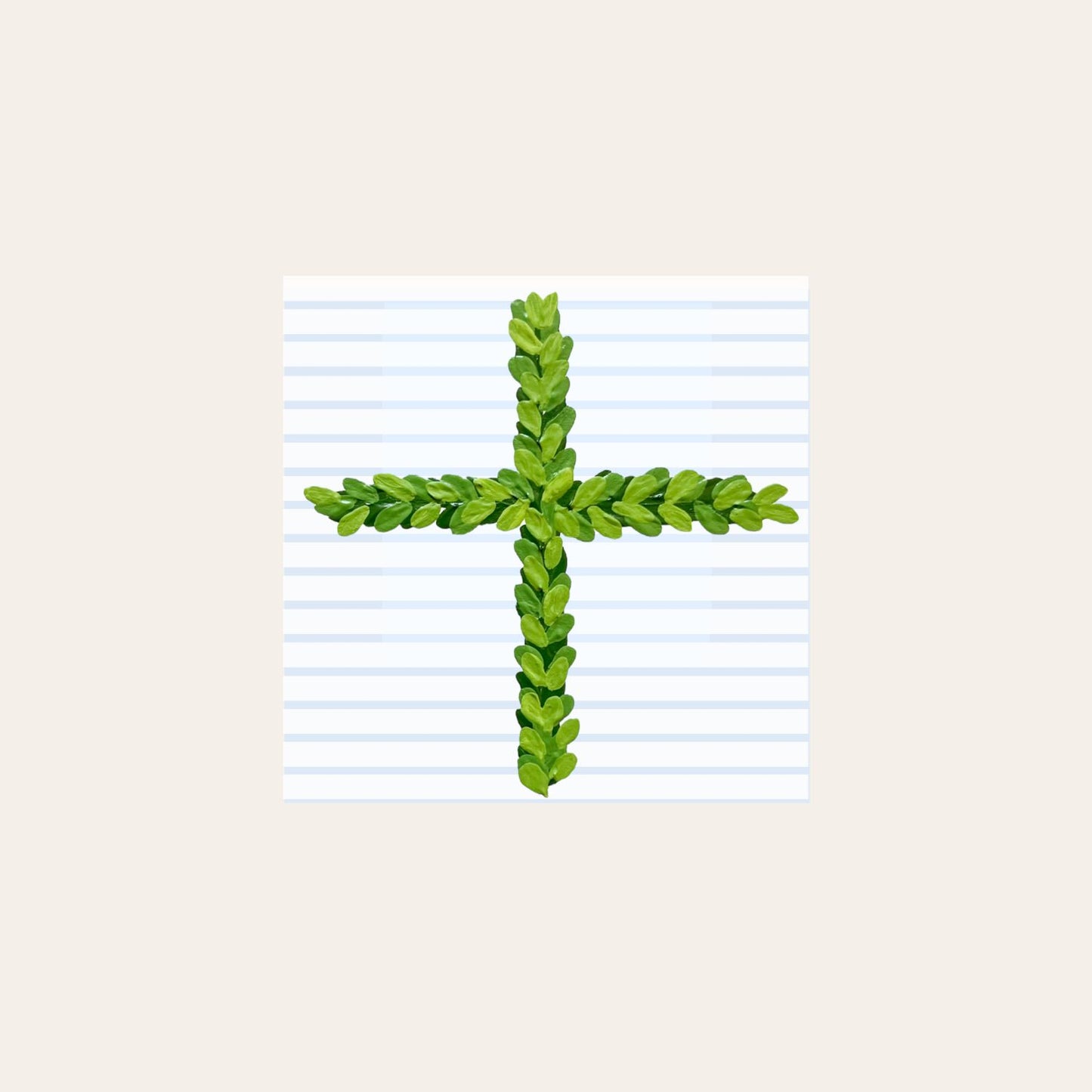 Boxwood Cross